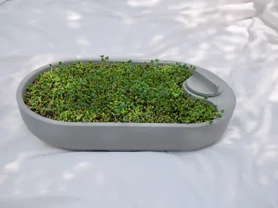 Fresh Microgreens / Sprouts Growing Kit