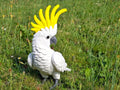 Realistic Cockatoo Bird
