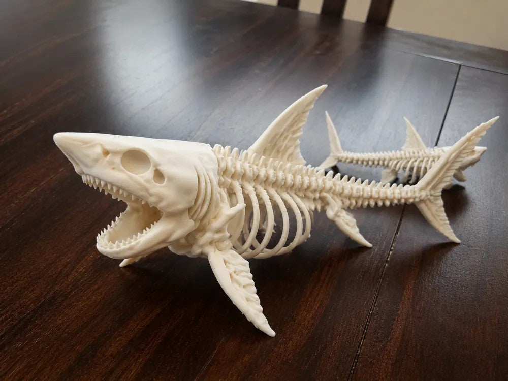 Great White Shark Skeleton