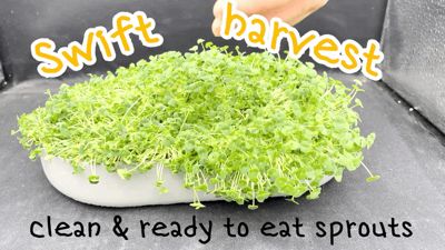 Fresh Microgreens / Sprouts Growing Kit